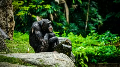 Chimpanzee taking a pose that loves in the jungle. Shooting Location: Singapore / Foto: Kanzilyou