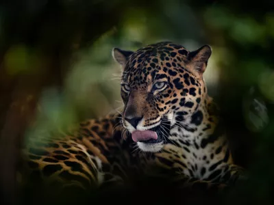 Jaguar, close-up detail portrait in nature. Wild feline with tongue out, Cuiba river in north of Pantanal, Brazil. Jaguar from South America, in green forest vegetation in nature, wildlife Brazil.