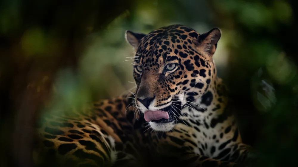 Jaguar, close-up detail portrait in nature. Wild feline with tongue out, Cuiba river in north of Pantanal, Brazil. Jaguar from South America, in green forest vegetation in nature, wildlife Brazil.