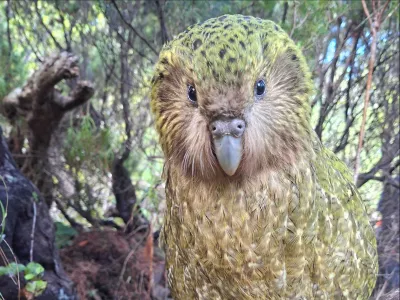 Kakapo ne leti in je izredno težek. Zelo dolgo so si prizadevali, da so papige preživele. Zdaj so rezultati tu. / Foto: Novozelandski Center Za Ohranjanje Vrst