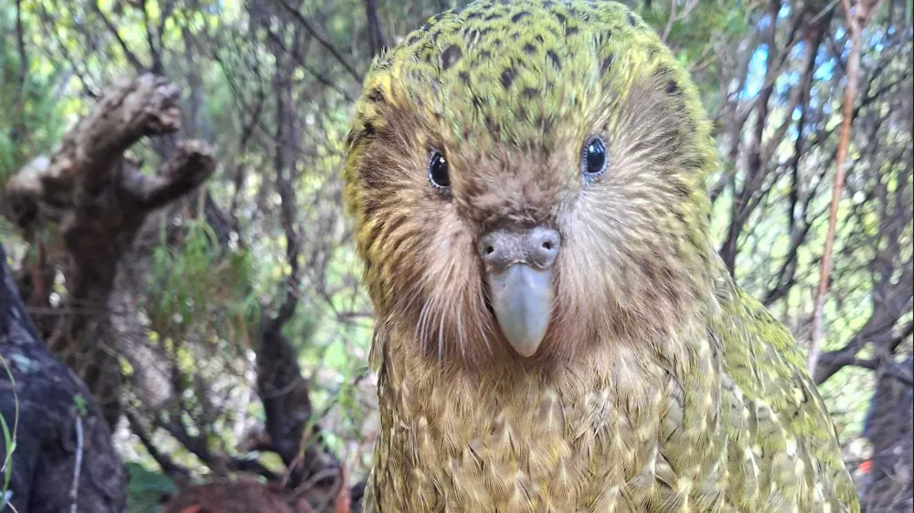Kakapo ne leti in je izredno težek. Zelo dolgo so si prizadevali, da so papige preživele. Zdaj so rezultati tu. / Foto: Novozelandski Center Za Ohranjanje Vrst