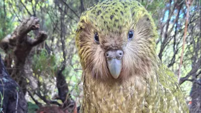 Kakapo ne leti in je izredno težek. Zelo dolgo so si prizadevali, da so papige preživele. Zdaj so rezultati tu. / Foto: Novozelandski Center Za Ohranjanje Vrst