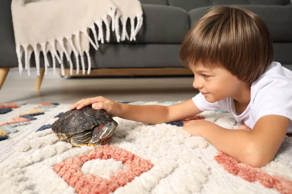 Želve si prav tako zaslužijo nežnosti. / Foto: Istock