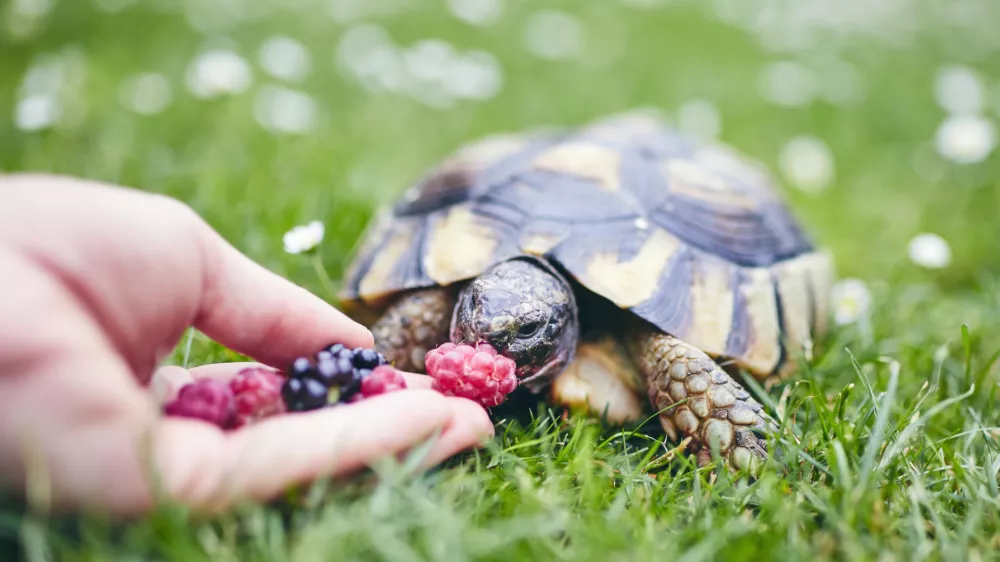 Želve se rade tudi posladkajo. / Foto: Istock