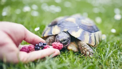 Želve se rade tudi posladkajo. / Foto: Istock