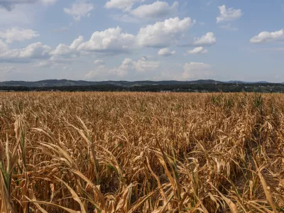 - 11.08-2026. - Su&scaron;a, Kr&scaron;ko polje, koruza.//FOTO: Bojan Velikonja