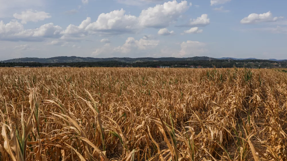 - 11.08-2026. - Su&scaron;a, Kr&scaron;ko polje, koruza.//FOTO: Bojan Velikonja