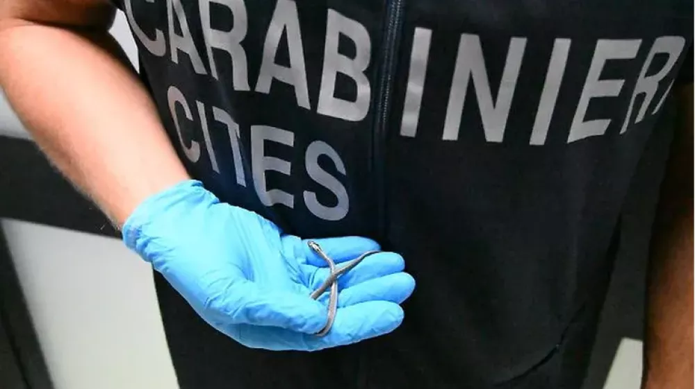 Kačo so na&scaron;li ob koncu leta. Foto: Policija