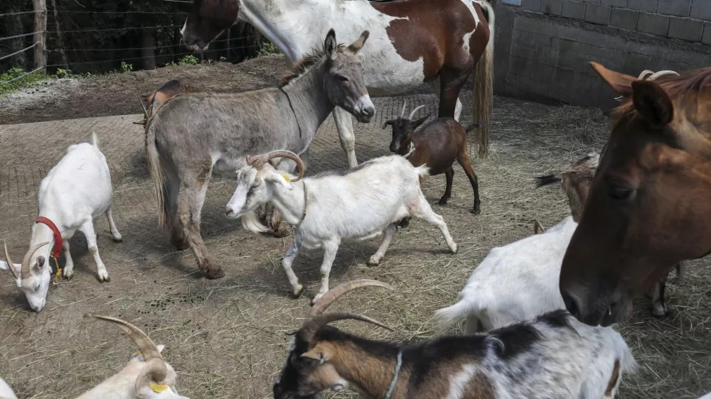 - 10.07.2019 &ndash; družina Lavrič, izobraževalna kmetija miru V pravljici, &Scaron;kofljica - domače živali - koza, konj, osel //FOTO: Jaka Gasar
