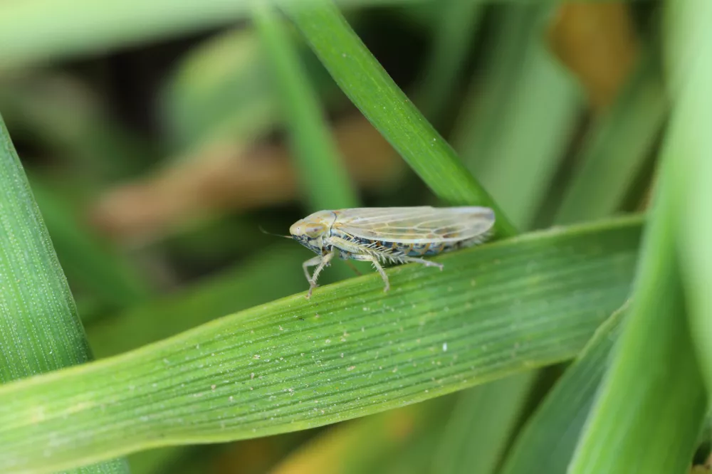 Leafhoppers (Cicadellidae) of the genus Mocydiopsis on a cereal plant.