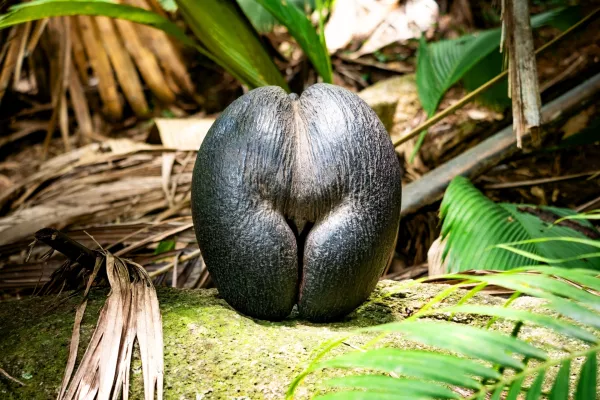 Na Sej&scaron;elih raste palma coco de mer, katere seme velja za največjega na svetu, zaradi oblike, ki nezgre&scaron;ljivo spominja na žensko zadnjico, pa je že stoletja predmet legend in precej manj botanično obarvane člove&scaron;ke domi&scaron;ljije. F iStock