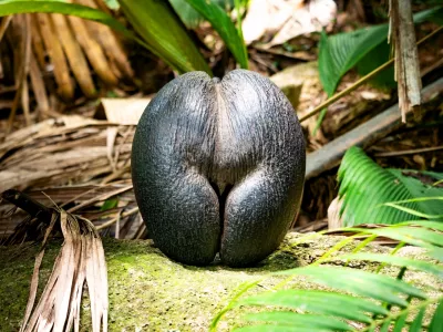 Na Sej&scaron;elih raste palma coco de mer, katere seme velja za največjega na svetu, zaradi oblike, ki nezgre&scaron;ljivo spominja na žensko zadnjico, pa je že stoletja predmet legend in precej manj botanično obarvane člove&scaron;ke domi&scaron;ljije. F iStock