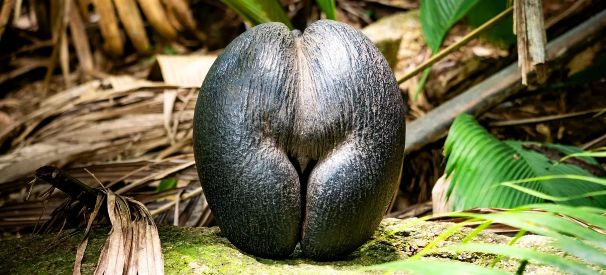 Na Sej&scaron;elih raste palma coco de mer, katere seme velja za največjega na svetu, zaradi oblike, ki nezgre&scaron;ljivo spominja na žensko zadnjico, pa je že stoletja predmet legend in precej manj botanično obarvane člove&scaron;ke domi&scaron;ljije. F iStock