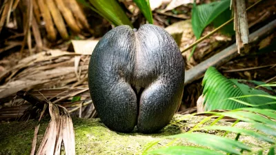 Na Sej&scaron;elih raste palma coco de mer, katere seme velja za največjega na svetu, zaradi oblike, ki nezgre&scaron;ljivo spominja na žensko zadnjico, pa je že stoletja predmet legend in precej manj botanično obarvane člove&scaron;ke domi&scaron;ljije. F iStock