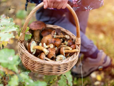 Picking mushrooms in the woods / Foto: Piksel Getty Images