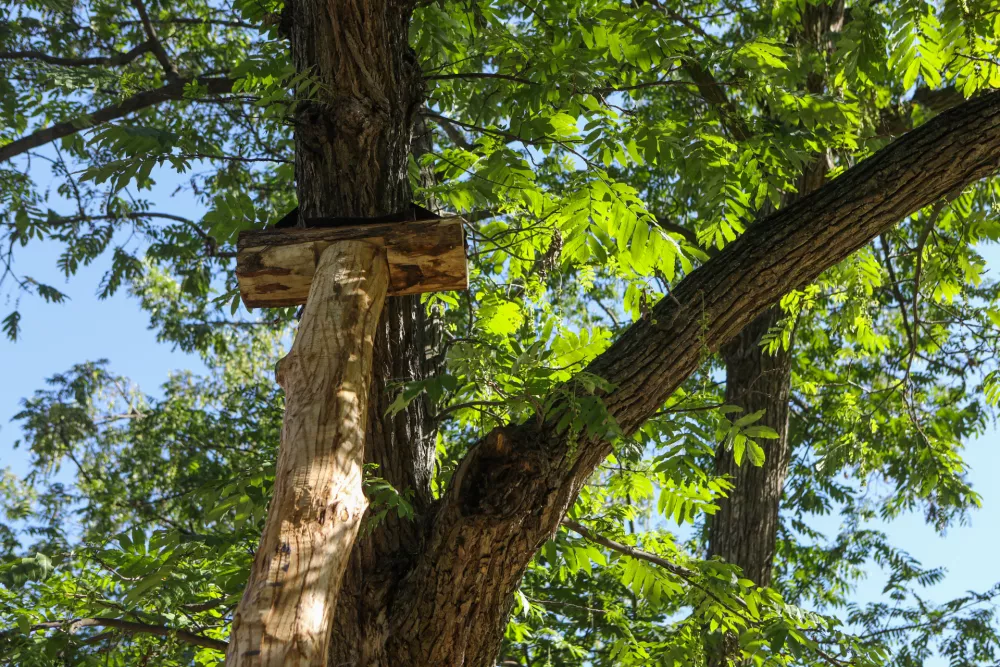9.9.2026 - Podprto drevo - Miklo&scaron;ičev parkFoto: Luka Cjuha