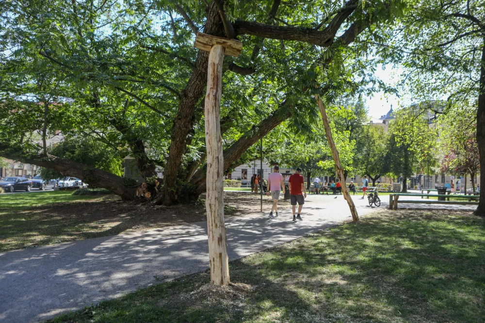 9.9.2026 - Podprto drevo - Miklo&scaron;ičev parkFoto: Luka Cjuha