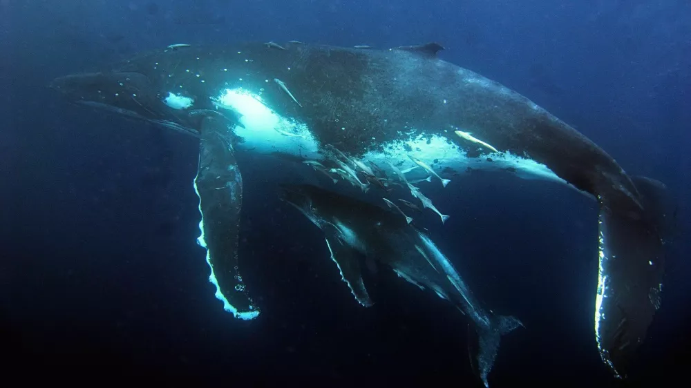 whale kit grbavec / Foto: Great Barrier Reef Marine Park Authority