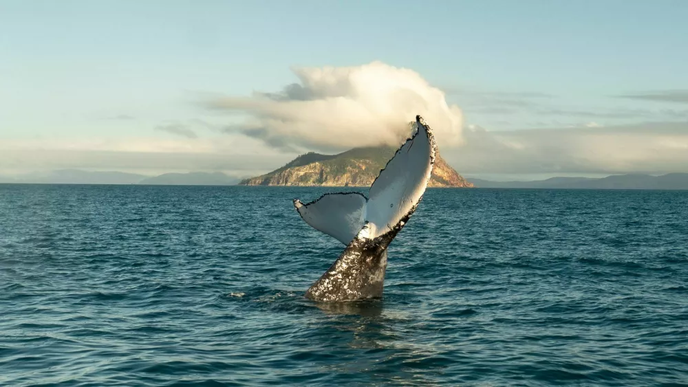 whale kit grbavec / Foto: Great Barrier Reef Marine Park Authority