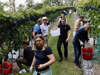 Trgatev tik pred nevihto: na ljubljanskem gradu napovedujejo odličen letnik