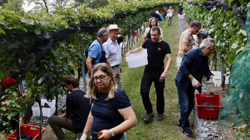 Trgatev tik pred nevihto: na ljubljanskem gradu napovedujejo odličen letnik