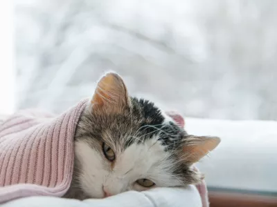 cat lies on the window in winter