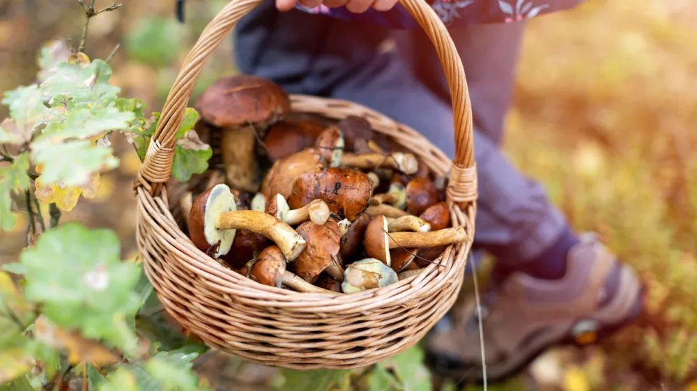 Picking mushrooms in the woods