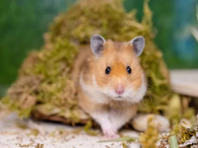 Hrčki so imenitni gradbinci. / Foto: Istock