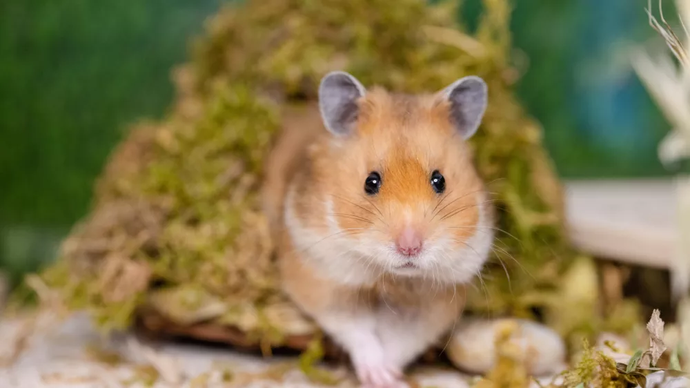 Hrčki so imenitni gradbinci. / Foto: Istock