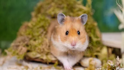 Hrčki so imenitni gradbinci. / Foto: Istock