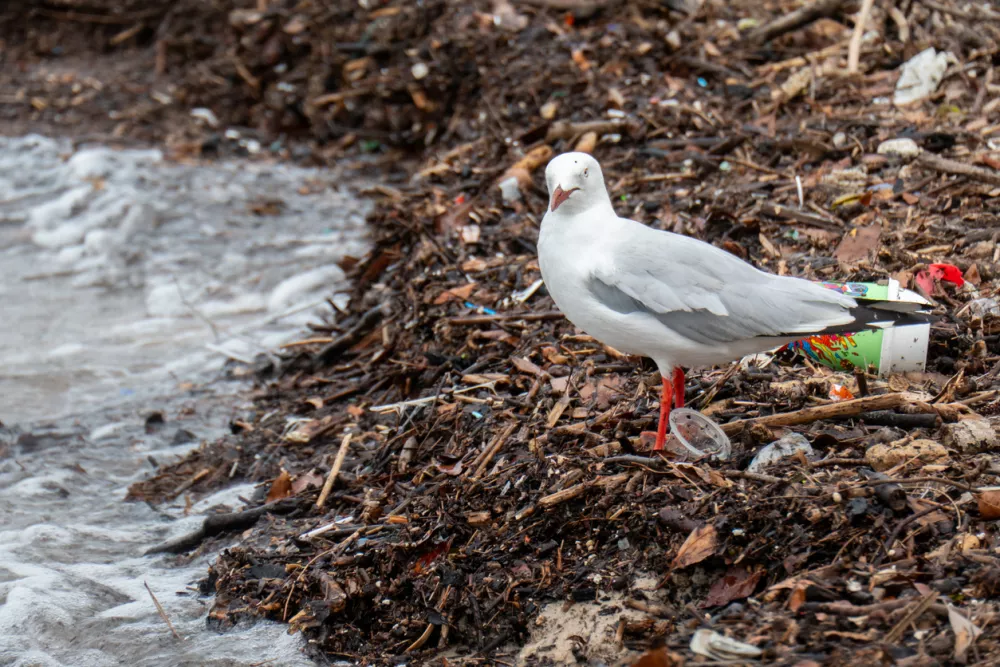 A seagull stands on a large volume of plastic pollution and plant material washed up on Kyeemagh Beach in Botany Bay. This image was taken at high tide on a cloudy morning on 2 January 2025. / Foto: Scm Jeans Getty Images