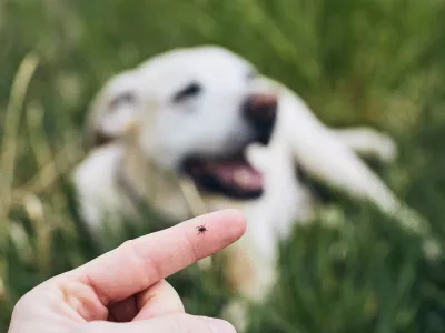 Close-up view of tick on human finger against dog lying in grass.