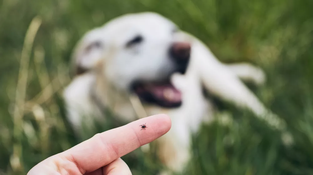Close-up view of tick on human finger against dog lying in grass.