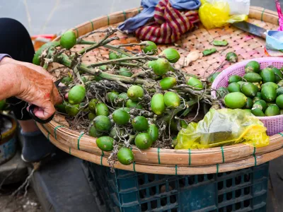 An elderly Vietnamese woman cuts fresh green Areca nuts on a traditional bamboo tray at a street market stall in Hoi An Vietnam