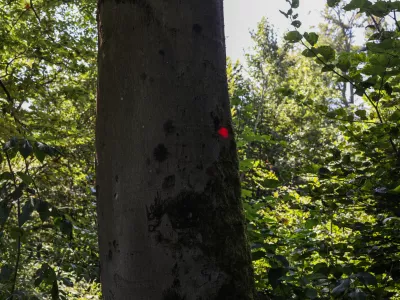  - Po&scaron;kodovano drevo, - oznaka za posek, - 13.08.2025. - Vodeni ogled območja poseka dreves na Rožniku s predstavniki Zavoda za gozdove in občine Ljubljana. //FOTO: Bojan Velikonja