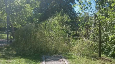 padlo drevo ob Kose&scaron;kem barju 