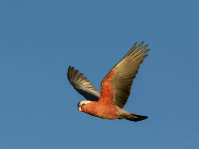 Galahs can be easily identified by their pink and grey plumage! They have a bouncing acrobatic flight and feed on seeds, mostly from the ground. / Foto: Albert Wright