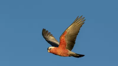 Galahs can be easily identified by their pink and grey plumage! They have a bouncing acrobatic flight and feed on seeds, mostly from the ground. / Foto: Albert Wright