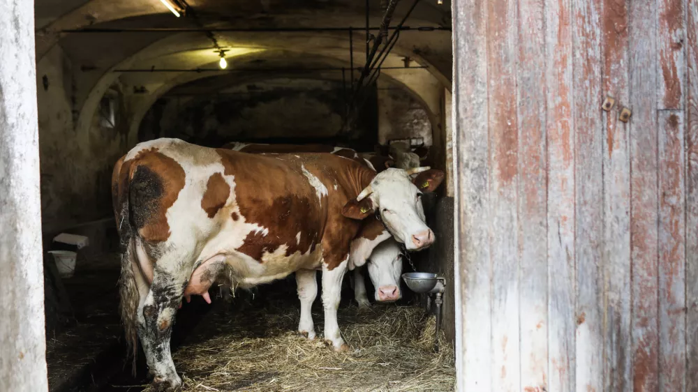 - Krave, &scaron;tala, živinoreja.- 25.03.2023 &ndash; Zgornje Gameljne - Kmetija Franca Junkerja - &scaron;esto&scaron;olec Aleksej po pouku najraje obi&scaron;če Frančevo kmetijo in mu pomaga pri oskrbi krav in drugih kmečkih opravilih - //FOTO: Bojan Velikonja