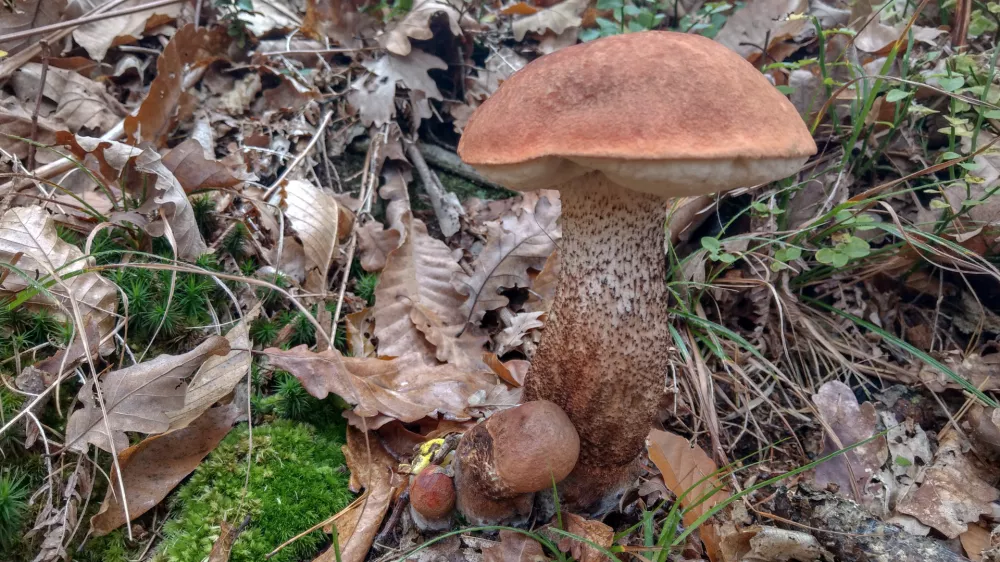 - 17.10.2019 &ndash; Gobarjenje in gobe v naravi - goba - jurček - nabiranje gob  //FOTO: Luka Cjuha.