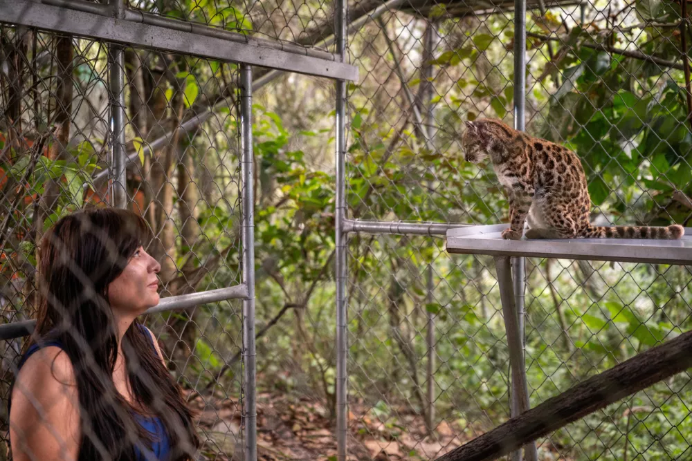 National Geographic Explorer Paola Nogales Ascarrunz, who led the research that identified Leopardus tilcayo as a new species, observes the cat at the Senda Verde animal refuge in the Yungas region, in Bolivia, September 1, 2026. Fernando Faciole/National Geographic/Handout via REUTERS THIS IMAGE HAS BEEN SUPPLIED BY A THIRD PARTY. NO RESALES. NO ARCHIVES. THIS IMAGE HAS BEEN SUPPLIED AND PROCESSED BY A THIRD PARTY AND IS DISTRIBUTED BY REUTERS AS RECEIVED.