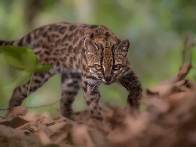 A Leopardus tilcayo cat, a newly identified species through research led by National Geographic Explorer Paola Nogales Ascarrunz, walks at the Senda Verde animal refuge in the Yungas region, Bolivia, September 1, 2026. Fernando Faciole/National Geographic/Handout via REUTERS THIS IMAGE HAS BEEN SUPPLIED BY A THIRD PARTY. NO RESALES. NO ARCHIVES. THIS IMAGE HAS BEEN SUPPLIED AND PROCESSED BY A THIRD PARTY AND IS DISTRIBUTED BY REUTERS AS RECEIVED.