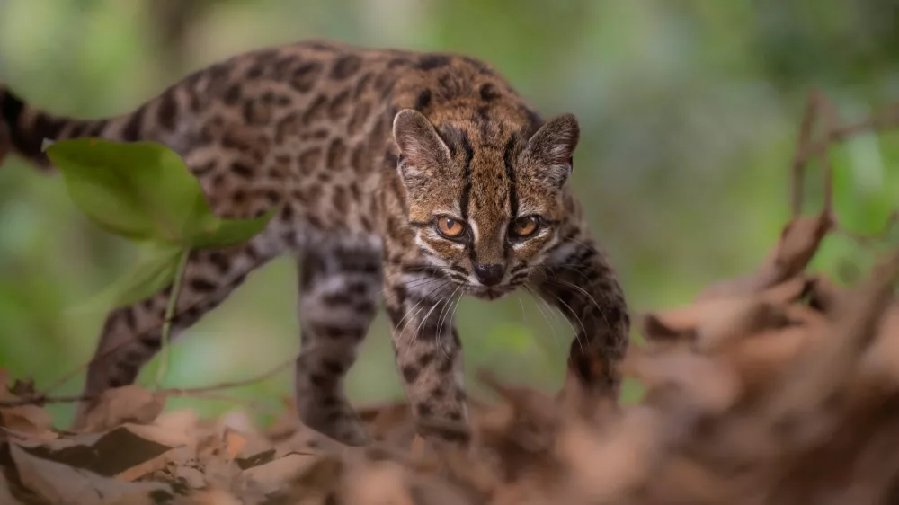 A Leopardus tilcayo cat, a newly identified species through research led by National Geographic Explorer Paola Nogales Ascarrunz, walks at the Senda Verde animal refuge in the Yungas region, Bolivia, September 1, 2026. Fernando Faciole/National Geographic/Handout via REUTERS THIS IMAGE HAS BEEN SUPPLIED BY A THIRD PARTY. NO RESALES. NO ARCHIVES. THIS IMAGE HAS BEEN SUPPLIED AND PROCESSED BY A THIRD PARTY AND IS DISTRIBUTED BY REUTERS AS RECEIVED.