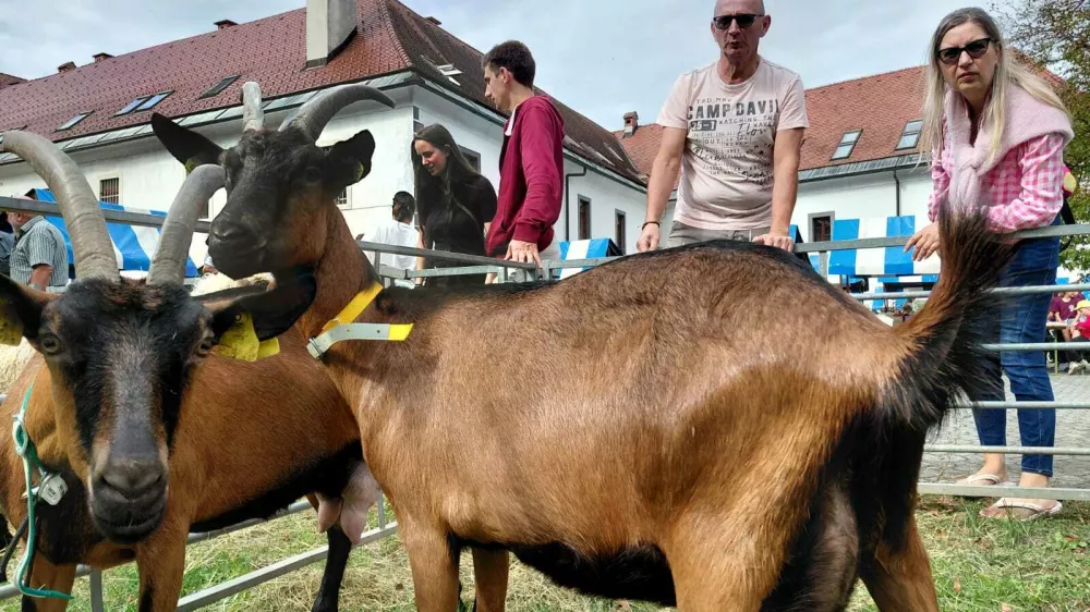 Dvori&scaron;če Mekinjskega samostana so minulo soboto zavzele pisana dru&scaron;čina ovac in koz. 