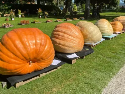 Leto&scaron;nja zmagovalna buča je tehtala 533 kilogramov. / Foto: Mozirski Gaj