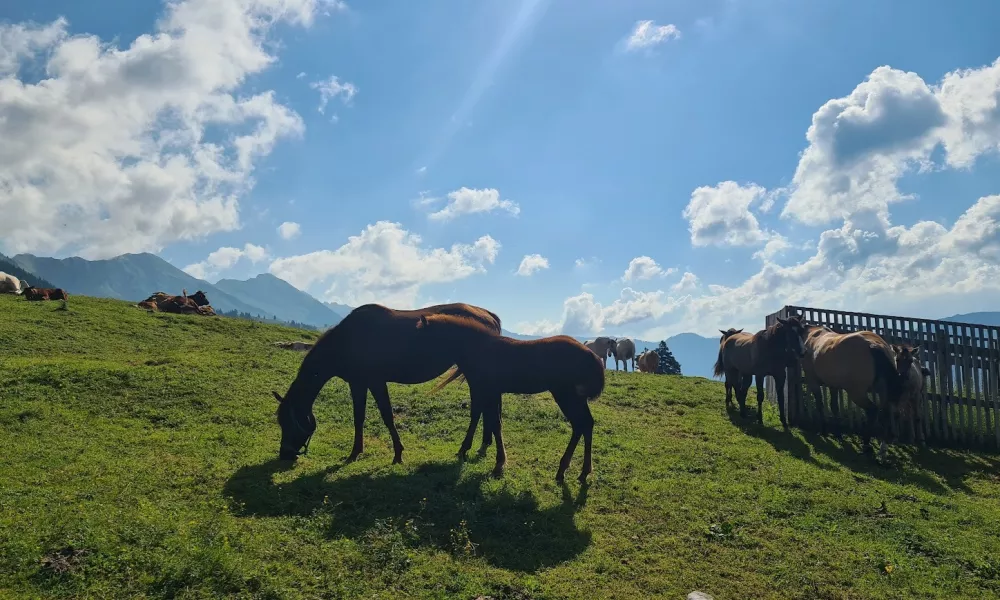 konji, planine, Kofce, pa&scaron;nik