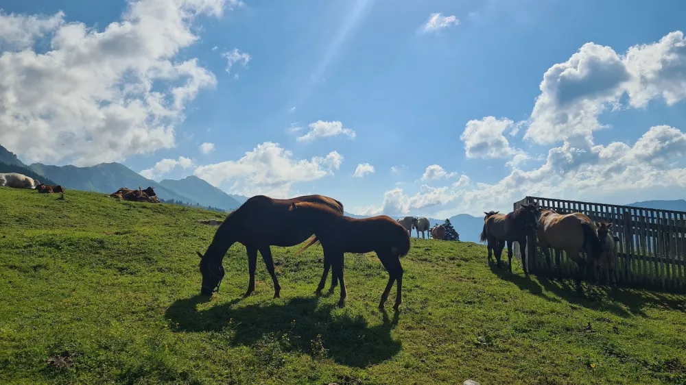 konji, planine, Kofce, pa&scaron;nik