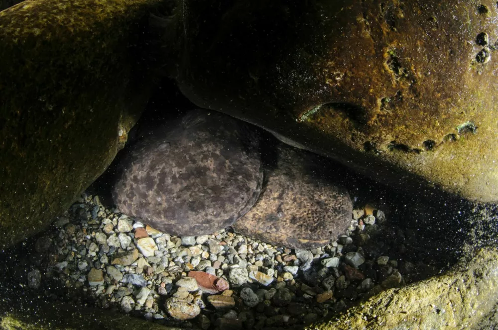 Japanese river monster - Japanese Giant Salamander of Gifu, Japan / Foto: Martin Voeller