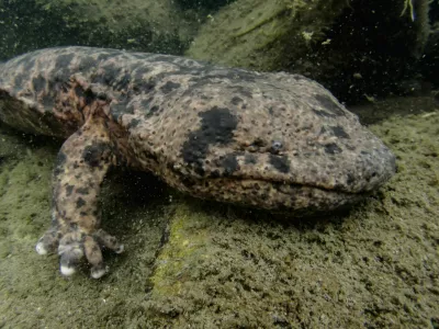Japanese river monster - Japanese Giant Salamander of Gifu, Japan / Foto: Martin Voeller