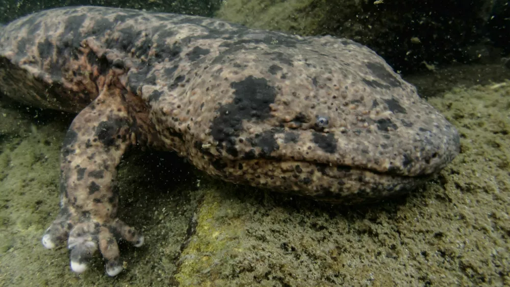 Japanese river monster - Japanese Giant Salamander of Gifu, Japan / Foto: Martin Voeller